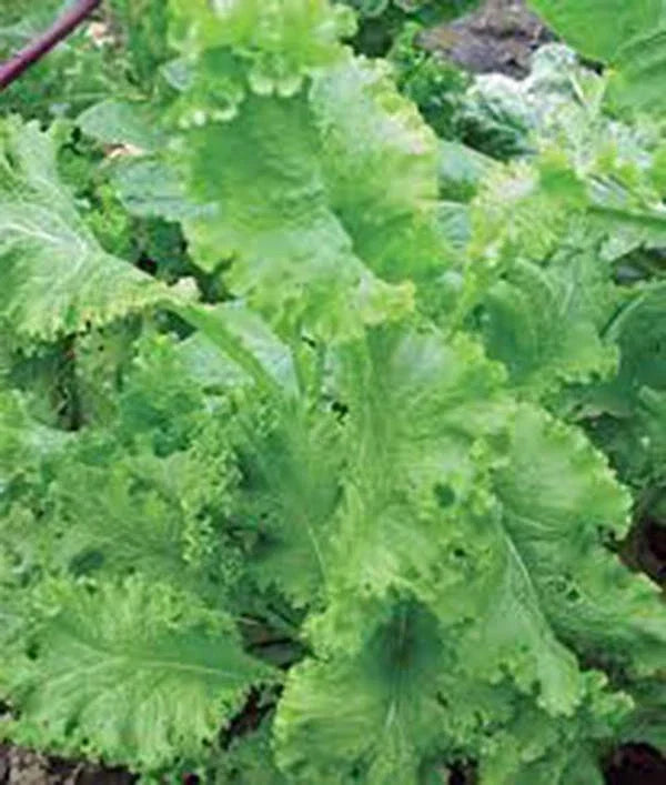 Mustard Greens Seeds Southern Giant Heirloom Non-GMO 25+ Seeds Brassica juncea