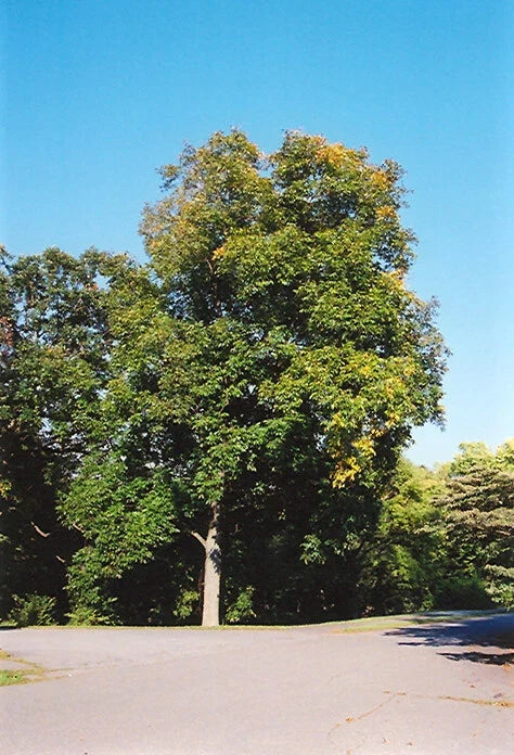 Shellbark Hickory Tree Live Plant – 8-12 Inch Edible Nuts, Carya laciniosa, Hardy Zone 5-9
