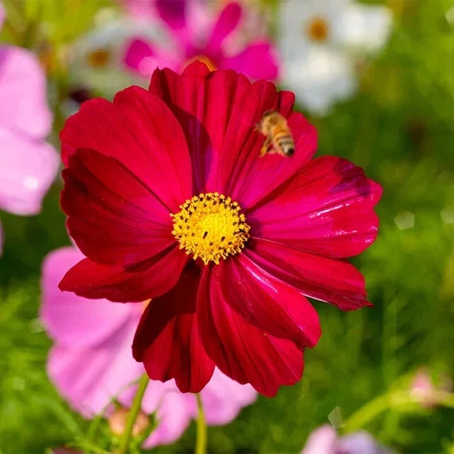 Dazzler Cosmos Seeds - 100 Organic Annual Flower Seeds - Cosmos bipinnatus - Vibrant Colorful Blooms for Garden, Borders, Containers
