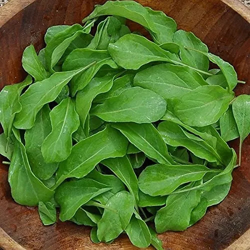 Arugula Seeds Astro Variety - 500+ Heirloom Organic NON-GMO