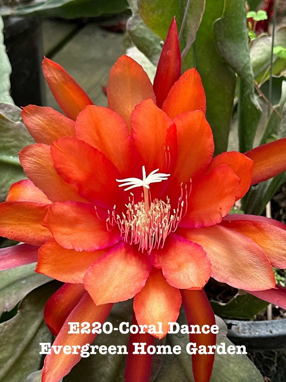 Epiphyllum Orchid Cactus Coral Dance 4" Rooted Plant, Succulent Indoor Houseplant, Exotic Cactus, Climbing or Trailing, Epiphyllum spp.