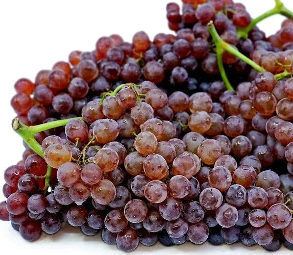 2pcs Red & Purple Champagne Table Grape Vine Cuttings | Vitis vinifera