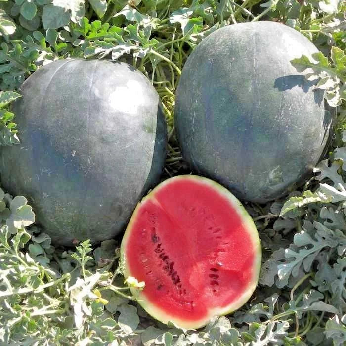 Organic Heirloom Sugar Baby Watermelon Seeds - 40+ Citrullus lanatus for Small Juicy Watermelons