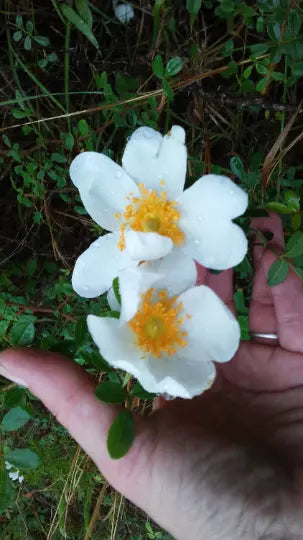White Heirloom Climbing Rose Bush 1' Live Plant Rosa multiflora, Small White Blooms, Bare Root, Garden Trellis, Arbors