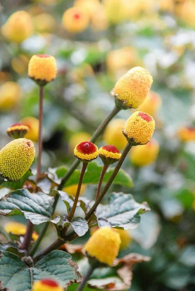 Toothache Plant Seeds - 150 Count - Spilanthes acmella - Exotic Herbal Seeds for Gardens & Culinary Use