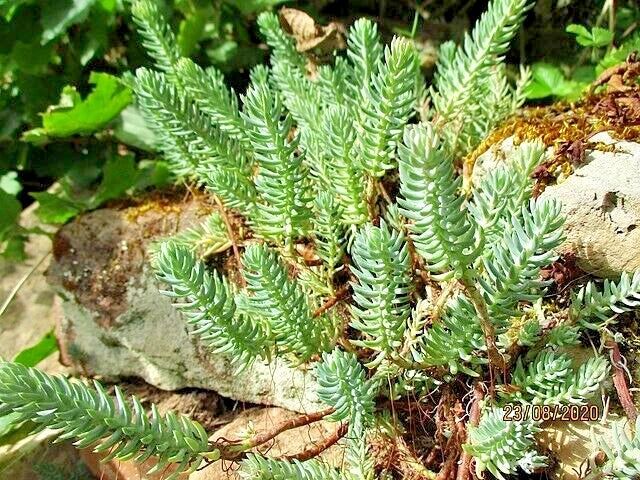 Sedum Seeds 200 Pack - Silver Spruce Hardy Sedum rupestre with Yellow Summer Flowers for Ground Cover and Rock Gardens