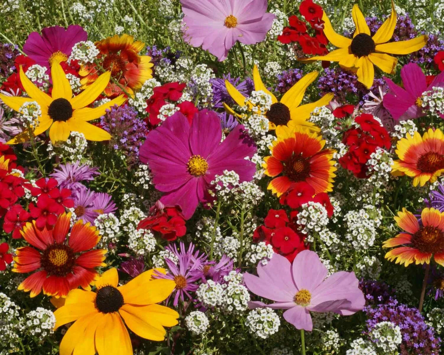 Butterfly Wildflower Mix Seeds - Non-GMO 500 Seeds with Milkweed for Butterfly Gardens