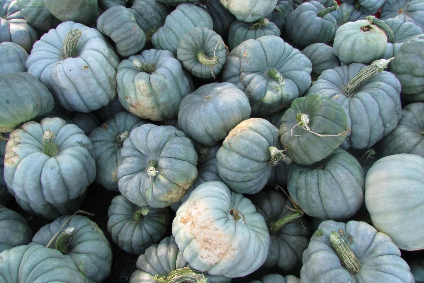 Jarrahdale Blue Pumpkin Seeds 10 Ct - Non-GMO Cucurbita maxima for Home Gardening