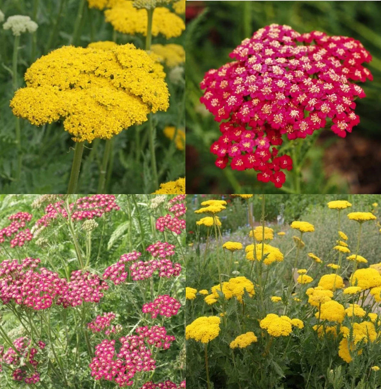 Yarrow Seeds - Sunset Mix, Perennial Achillea millefolium, Gold & Red Flowers, Non-GMO, Pollinator-Friendly, 1500 Seeds