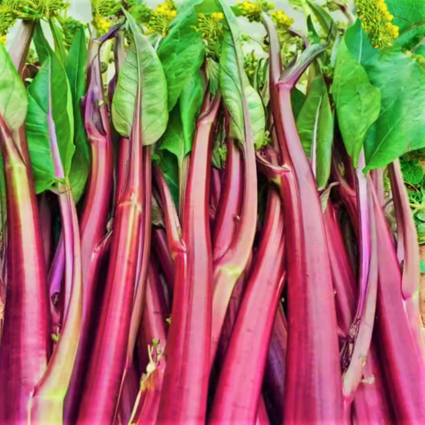 Hon Tsai Tai Purple Yu Choy Sum Seeds – Brassica rapa var. chinensis, Heirloom Chinese Vegetable, Non-GMO, Fast Germination, 200 Seeds
