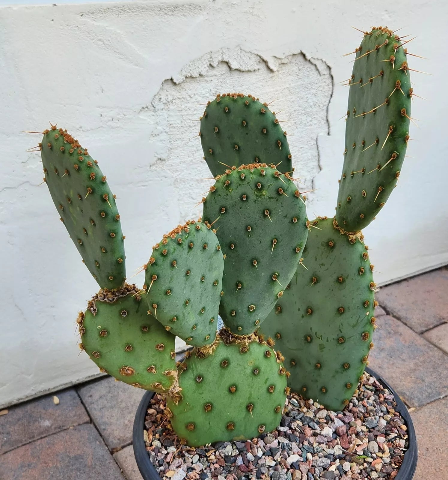 Opuntia X Vaseyi Vasey's Prickly Pear Cactus Pad Cutting | Succulent Plant | Drought-Tolerant, Low-Water, Sunny Garden