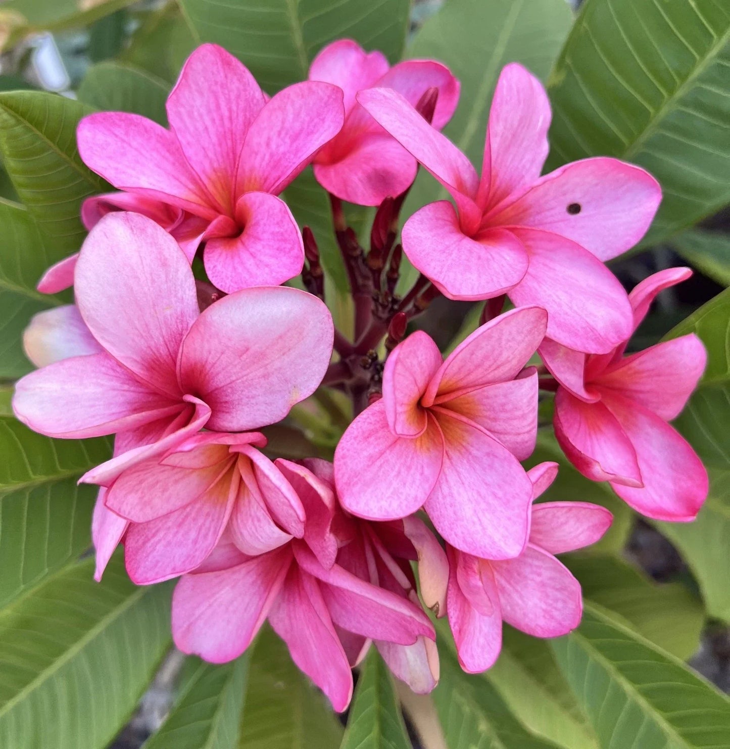 Plumeria Cutting with Grow Tip - Bewitched Variety - Frangipani Propagation - Tropical Flowering Plant - Plumeria spp.