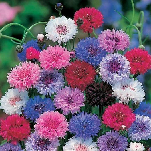 Dwarf Cornflower Seeds | Bachelor Button Mix | Heirloom Non-GMO | 400 Seeds | Centaurea cyanus for Cutflowers & Gardens