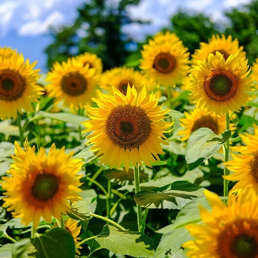 Sunflower Seeds Mammoth Grey Stripe Non-GMO Heirloom Helianthus annuus, Edible Garden Plants, 50 Seeds
