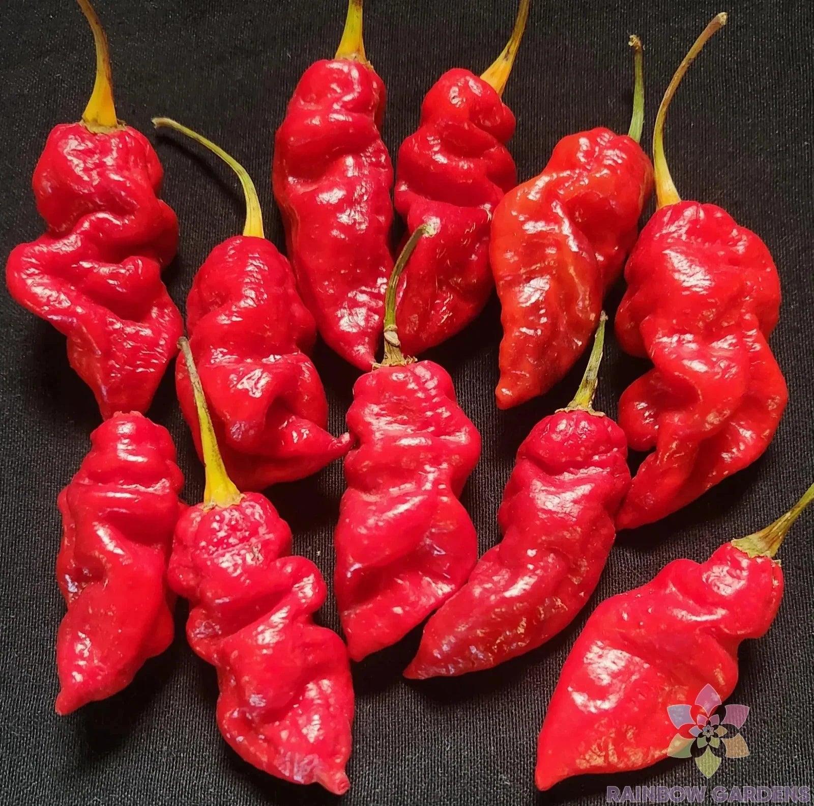 Spanish Naga Hot Pepper Seeds - 25+ Pack, Capsicum chinense, Spicy Culinary Peppers for Garden Planting, USA Grown