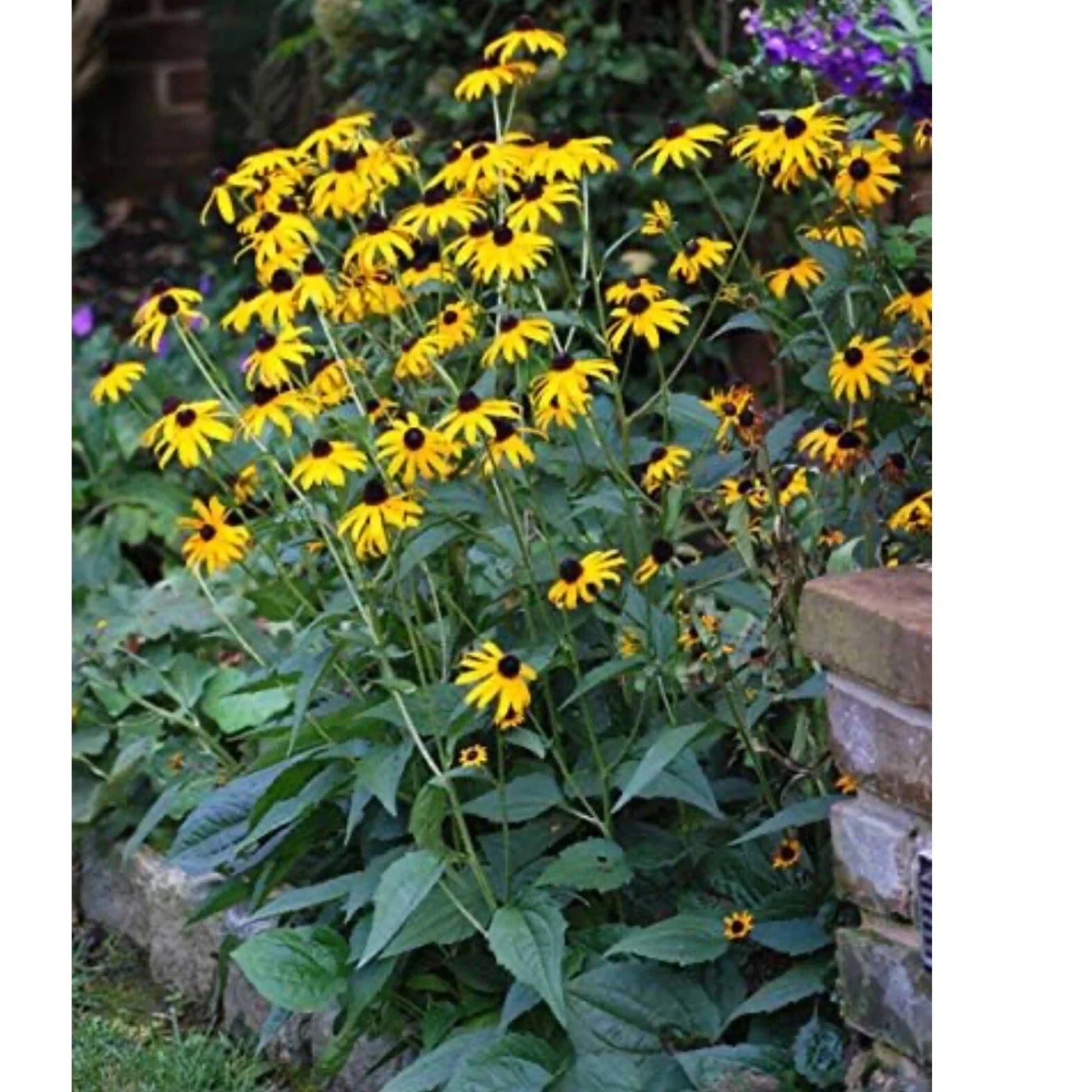 Black Eyed Susan Seeds, Non-GMO Rudbeckia hirta Flower Seeds, Wildflower, Perennial, 200+ Pack