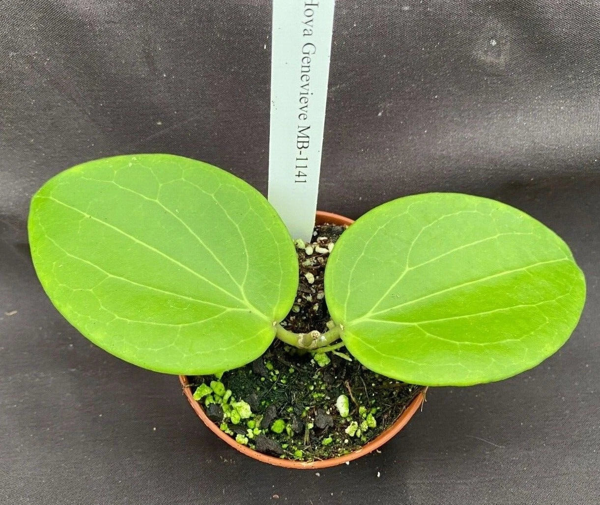 Hoya Hybrid Plant 2.5" Pot – Genevieve MB 1141 Vining Rooted Hoya Indoor Plant