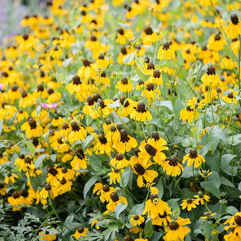 CLASPING Coneflower Seeds - 500 Non-GMO Pollinator-Friendly Wildflower Seeds