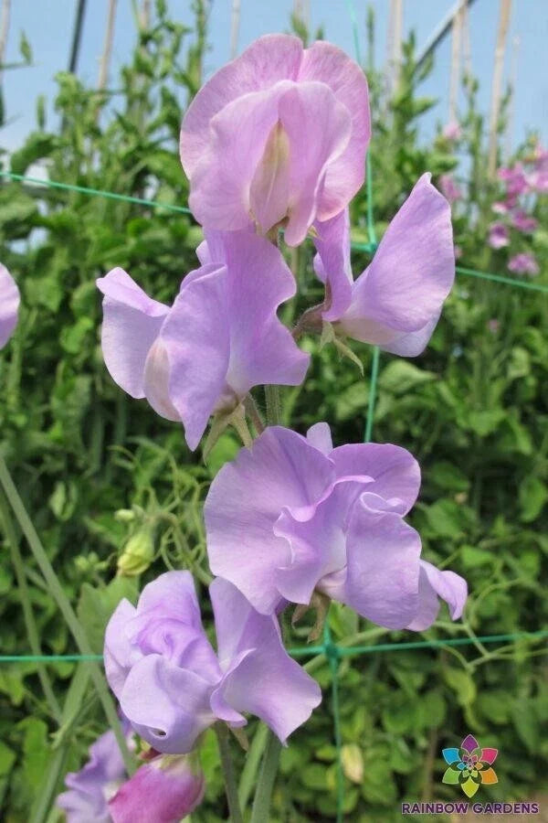 Sunshine Lavender Sweet Pea Seeds - 50+ Pack, Fragrant Climbing Vine, Lathyrus odoratus, Garden Planting, Non-GMO, USA