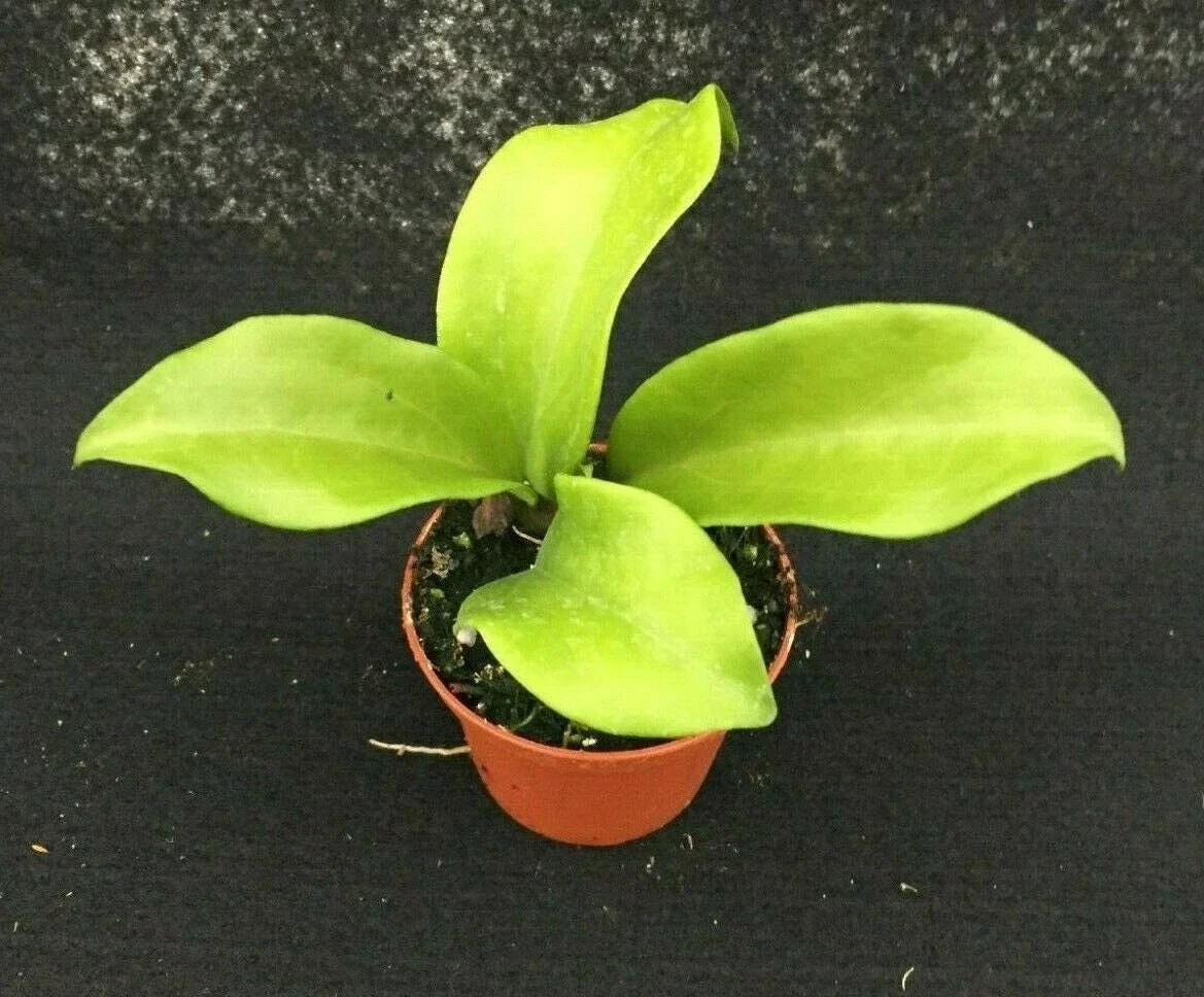 Hoya Dr. IBOK Hybrid Rooted Plant in 3" Pot, Vining, Trailing, Variegated Green Foliage