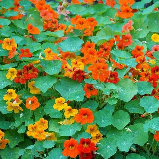 Nasturtium Seeds Tall Mix - 25 Heirloom Non-GMO Edible Flowers