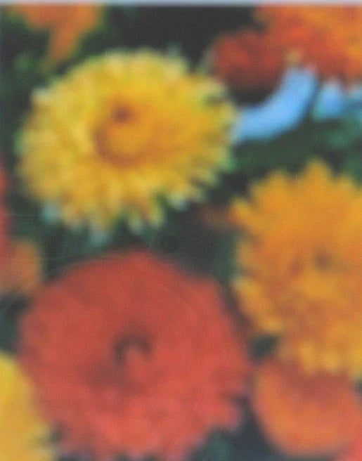Calendula Plant Seeds - Bon Bon Series, Colorful Flowers, Calendula officinalis, Annual, Easy to Grow