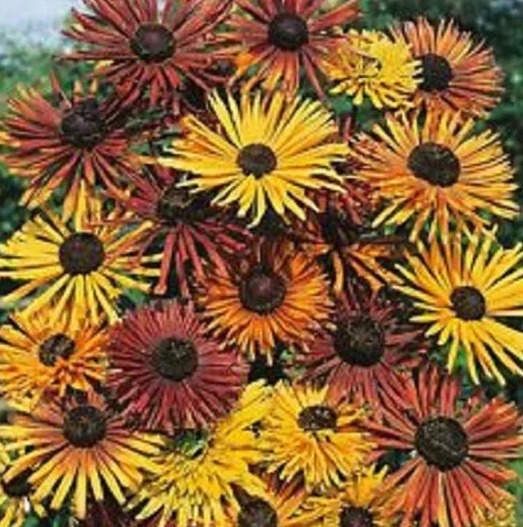Black Eyed Susan Seeds - Rudbeckia hirta Heirloom Variety - Non-GMO Pollinator Seeds for Gardens, Borders, and Wildflower Beds