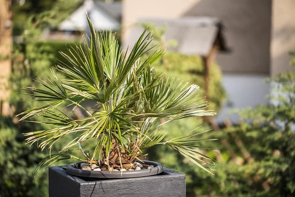Windmill Palm Bonsai Tree Seeds - 6 Seeds Trachycarpus fortunei Indoor Outdoor Hardy Plant