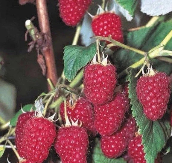Bare Root Raspberry Plants 5 Pack Killarney Variety Summer Bearing Rubus idaeus