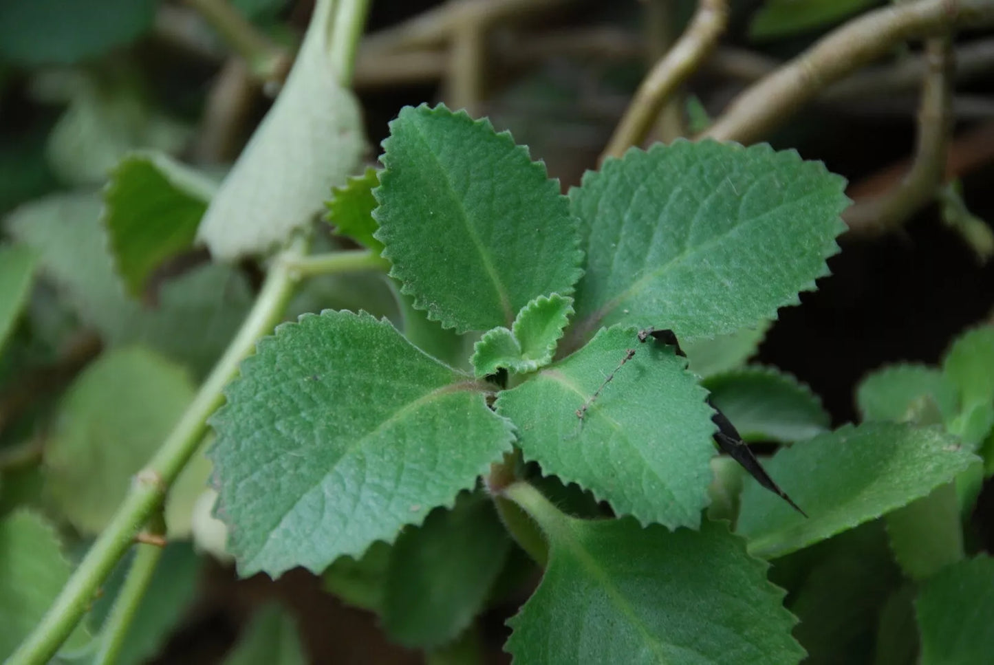 Cuban Oregano Plants 10 Pack | Succulent Herb | Broadleaf Thyme | Plectranthus amboinicus | Indoor Houseplant