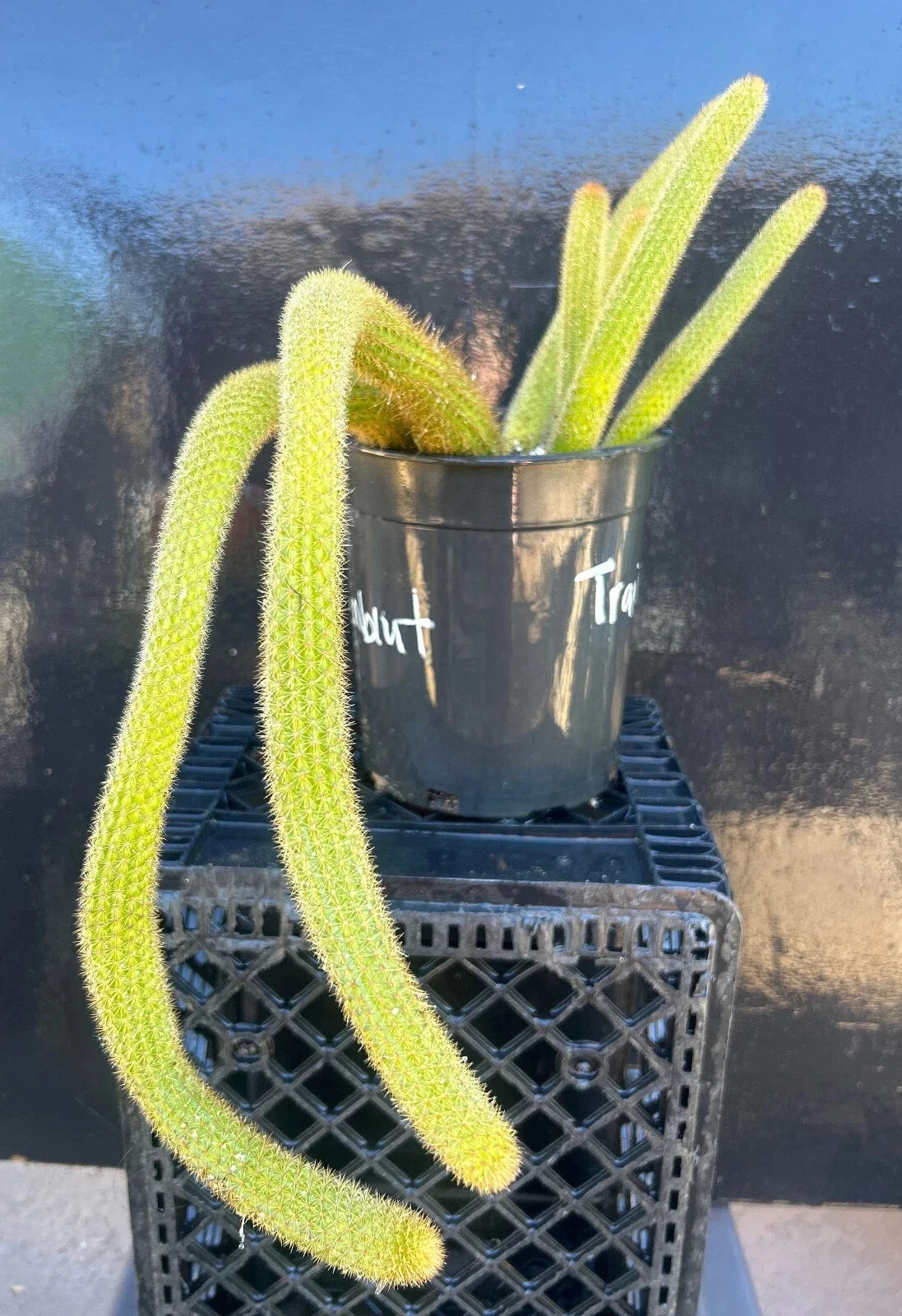 Hildewintera Hybrid Traisenblut Succulent Plant - Rooted 4-Inch Pot - Exotic, Easy Care, Clumping, USDA Zones 9-11