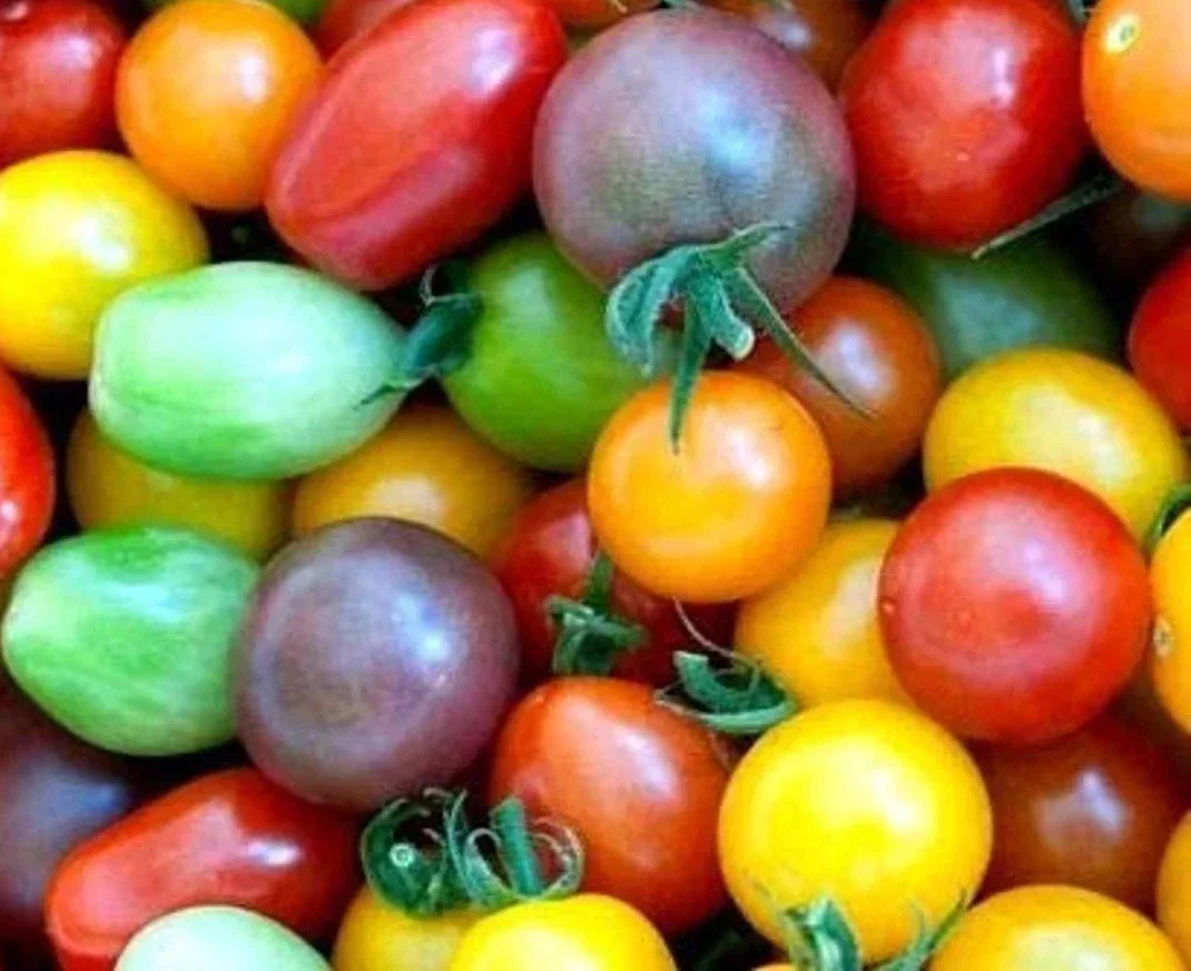 Rainbow Cherry Tomato Seeds - 60+ Heirloom Organic NON-GMO Solanum lycopersicum