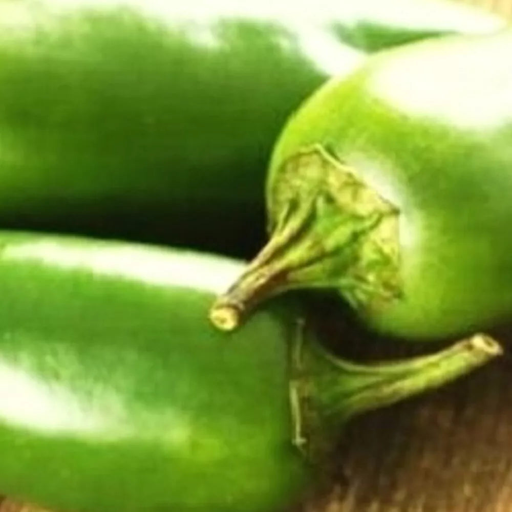 Jalapeno M Pepper Seeds | NON-GMO Heirloom Capsicum annuum | Fresh Garden Seeds