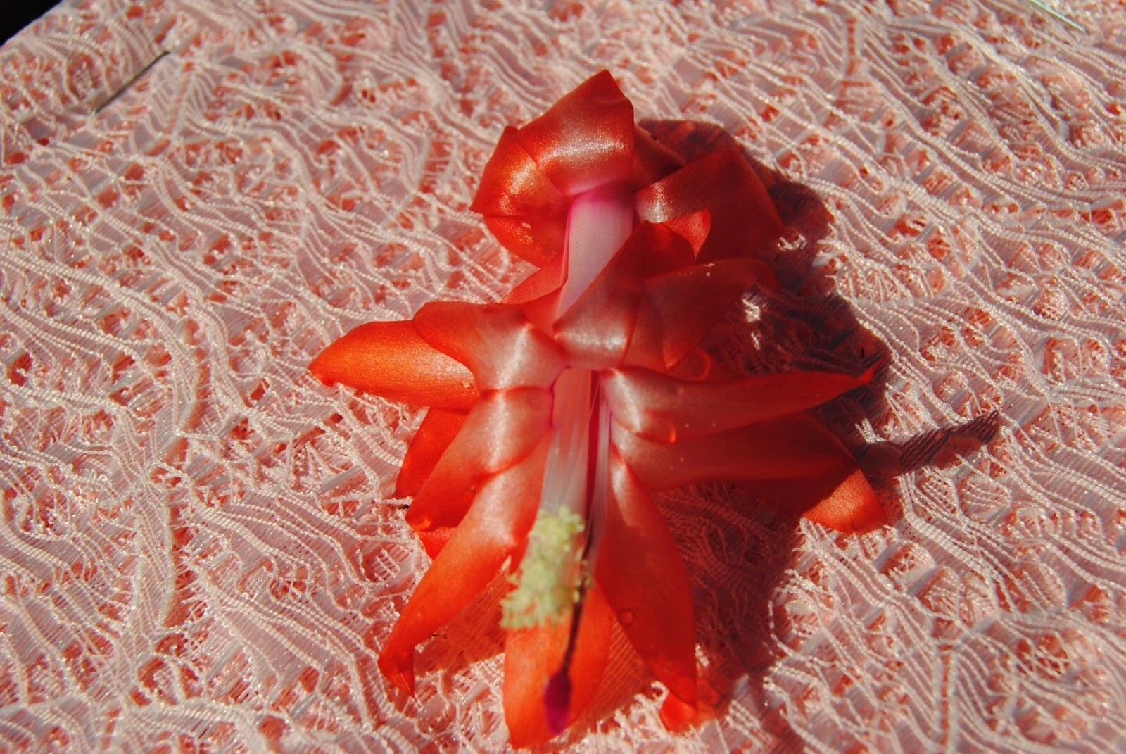 Christmas Cactus Starter Plant - Peach Party Schlumbergera Truncata Well-Rooted Indoor Decor