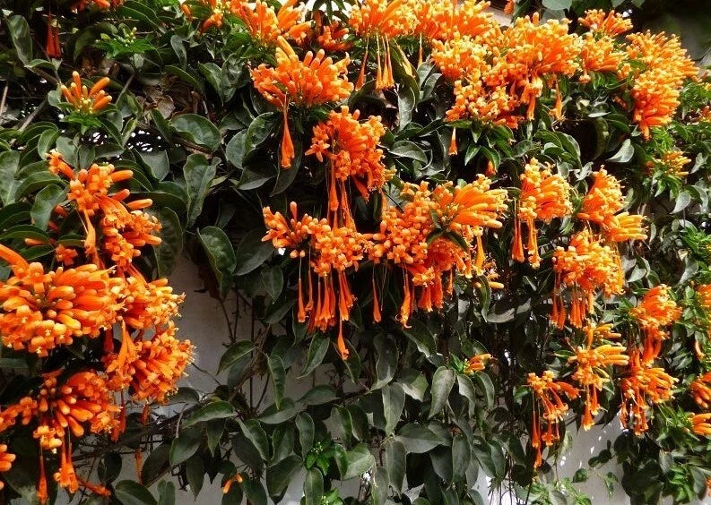 Phyrostegia venusta Florida Flame Vine Starter Plant – Small Rooted Climber for Hummingbirds, Orange & Red Flowers