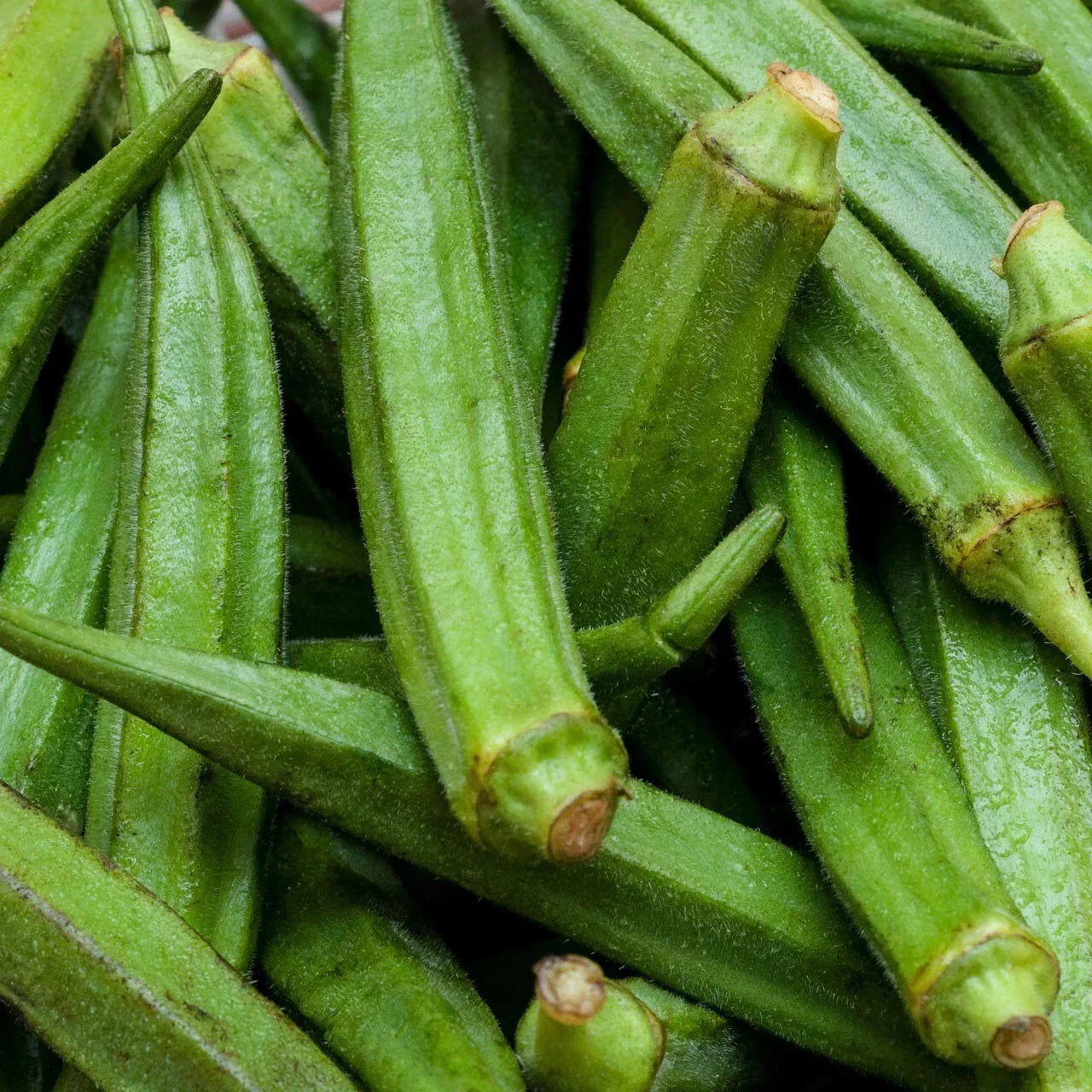 Perkins Long Pod Okra Seeds - Non-GMO Spineless Large Okra | Abelmoschus esculentus