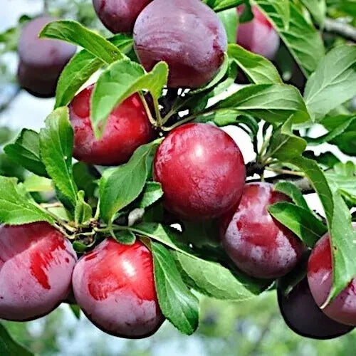 American Plum Tree Seeds 4+1 Free, Prunus americana, Fast Growing, Cold Hardy Zone 3, White Flowers, Native Small Tree
