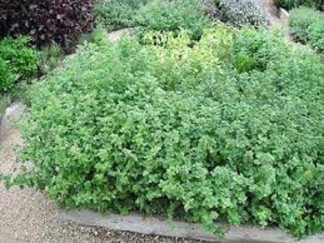 Premium Organic Greek Oregano Seeds - Heirloom Culinary Herb - Origanum vulgare subsp. hirtum - Seed Packet