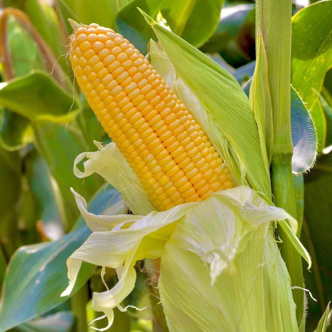 Sweet Golden Bantam Corn Seeds - Non-GMO, Heirloom Zea mays, 15 Pack, Golden Sweet Corn for Gardening, Fresh Planting Seeds