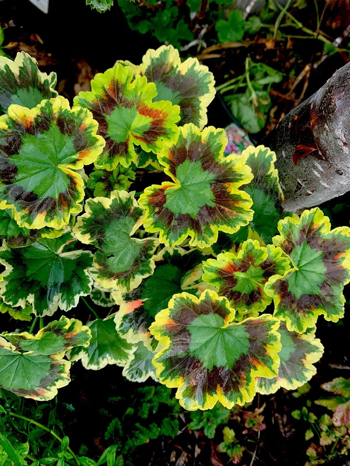 Rare Variegated Pelargonium Live Plant in 4 Inch Pot - Unique Variegated Foliage