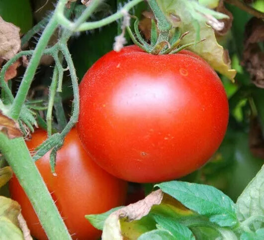 Rutgers Tomato Seeds 100+ Pack | Solanum lycopersicum | Ideal for Sauces & Cooking
