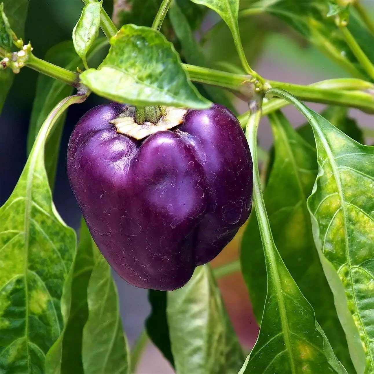Sweet Purple Beauty Pepper Seeds - 500 Count, Capsicum annuum, Compact Bushy Plants, Colorful Garden Feature, Mild Flavor