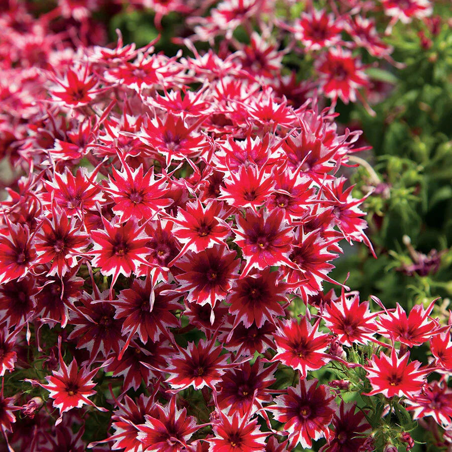 50 Bright Red and White Phlox Seeds | Perennial Phlox paniculata | US Seller