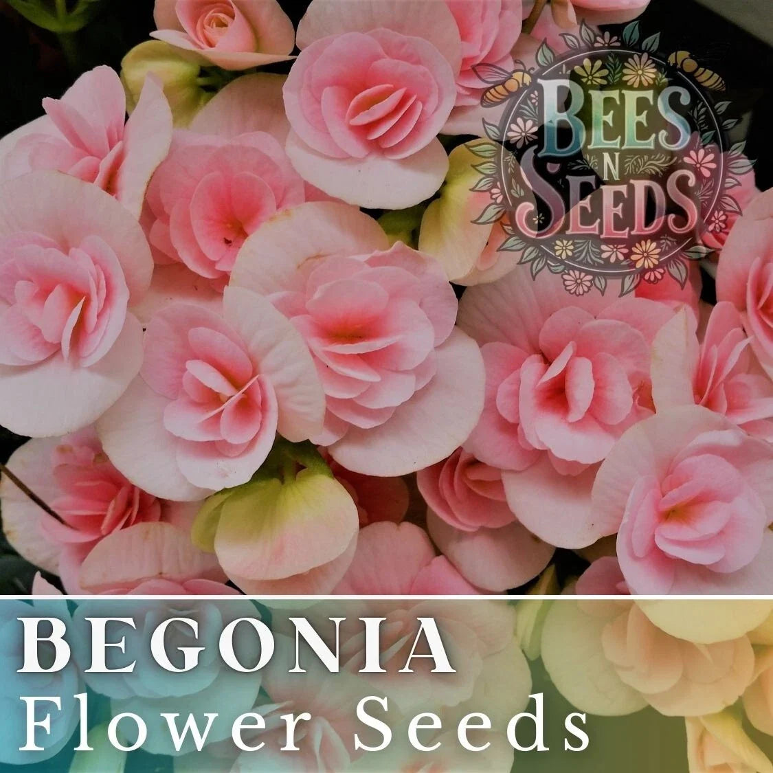 Tender Bloom Begonia Seeds - Non-GMO Flower Seeds - Begonia x tuberhybrida - Pack of 45 or 125 Seeds for Indoor & Outdoor Gardening