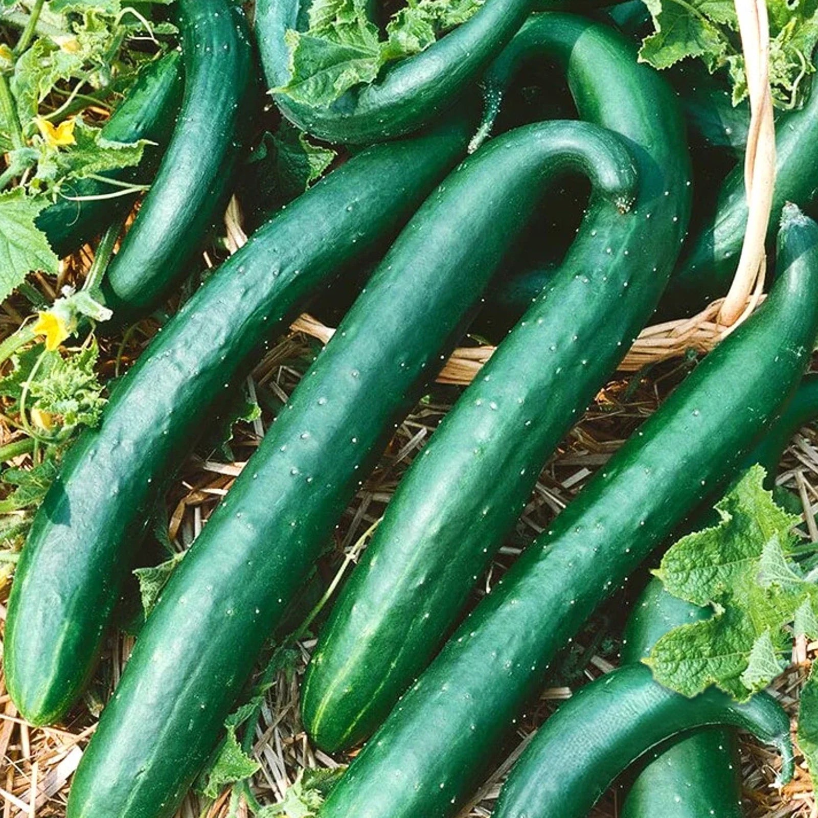 Green Dragon Burpless Cucumber Seeds - Heirloom, Organic, Cold Weather, Early Planting, Cucumis sativus, Pack of 50
