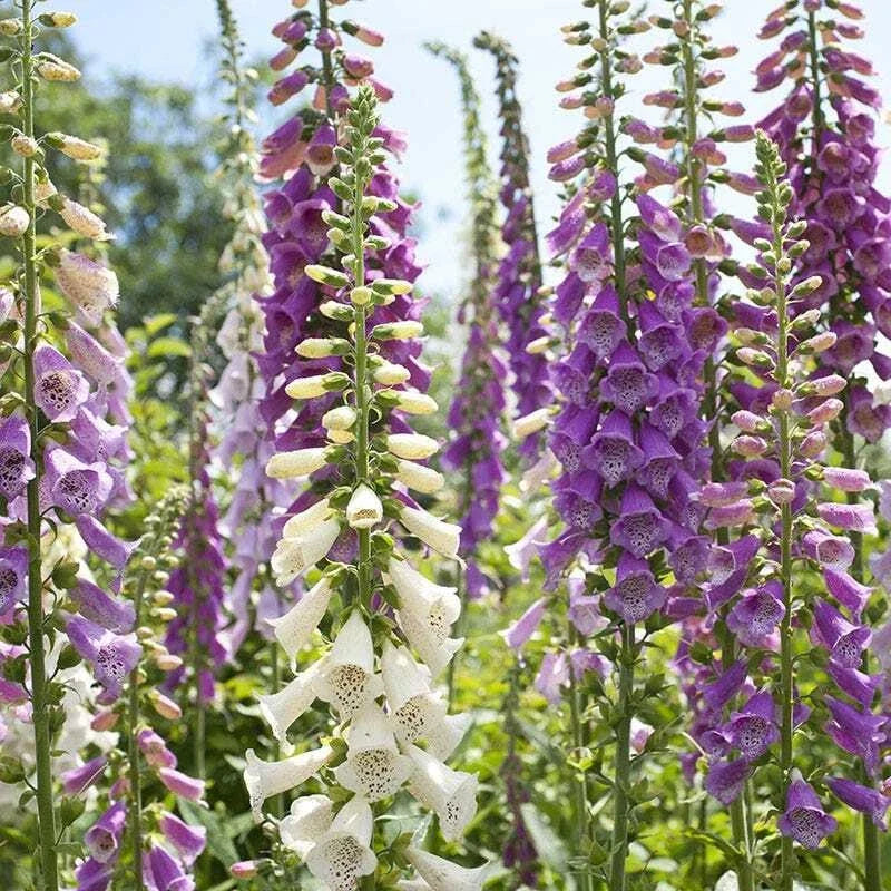Foxglove Seeds Mixed Colors 500 Non-GMO Digitalis purpurea Hummingbird & Pollinator Friendly