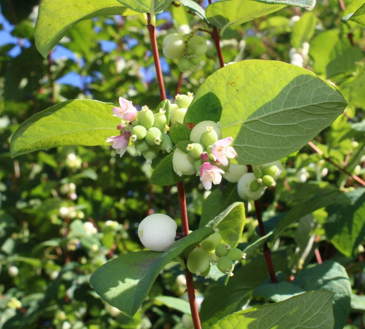 Snowberry Seeds 40 Pack - Symphoricarpos albus Honeysuckle Shrub Seeds