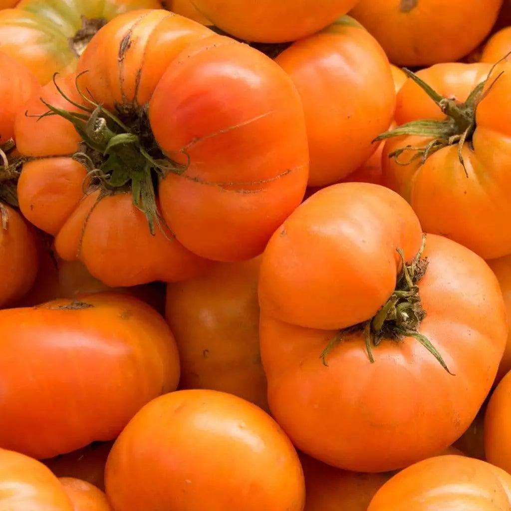 Amana Orange Tomato Seeds - Rare Heirloom NON-GMO Solanum lycopersicum