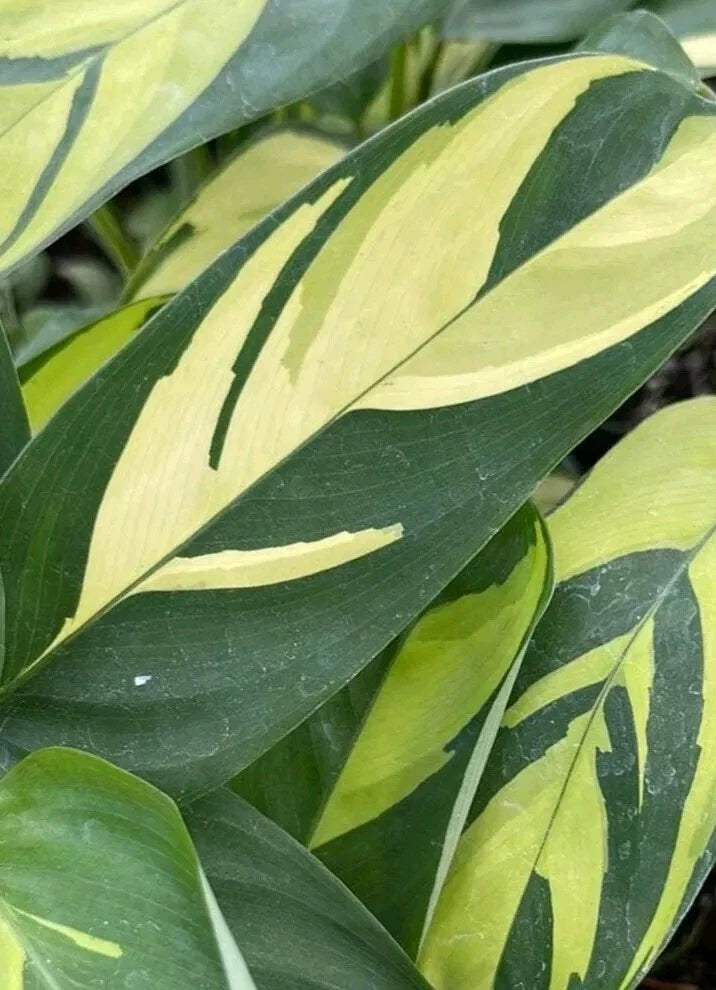 Ctenanthe lubbersiana Cuttings - 2 Fresh Houseplant Propagation Plants, Tropical Foliage, Easy Care Indoor Plant