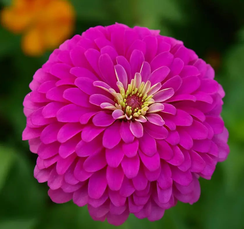 Zinnia Seeds - 100 Non-GMO Violet Queen - Attracts Butterflies & Hummingbirds - Zinnia elegans Annual Flower